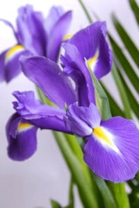 Iris blooming