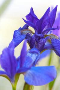 It is recommended to test the soil before fertilizing irises