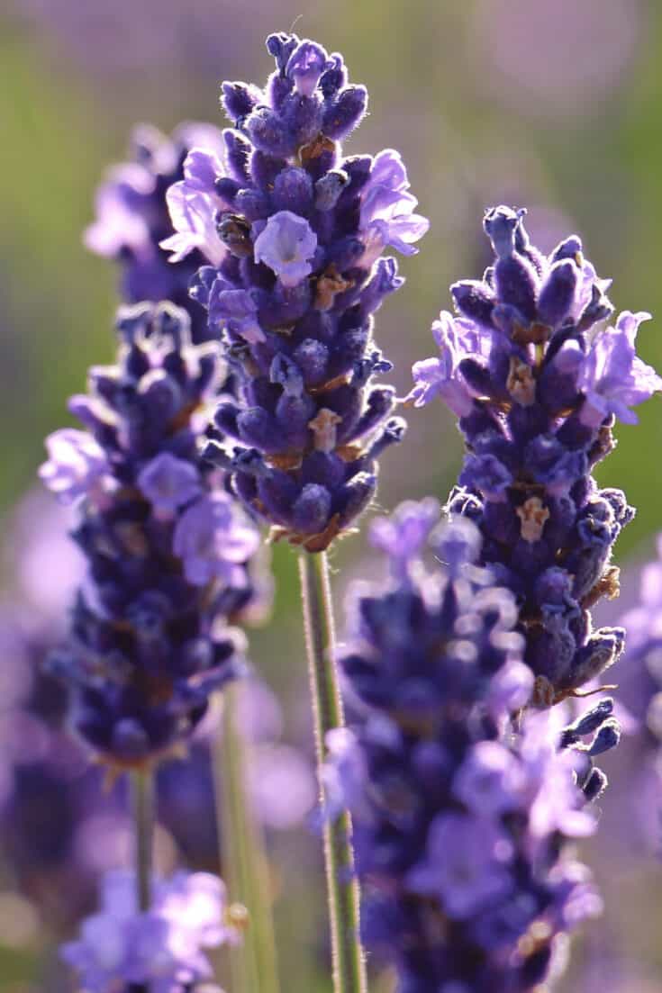 Lavender is susceptible to root rot