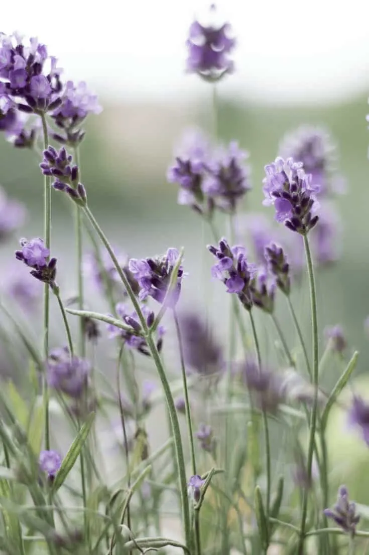 Lavender needs very airy well-draining soil to thrive