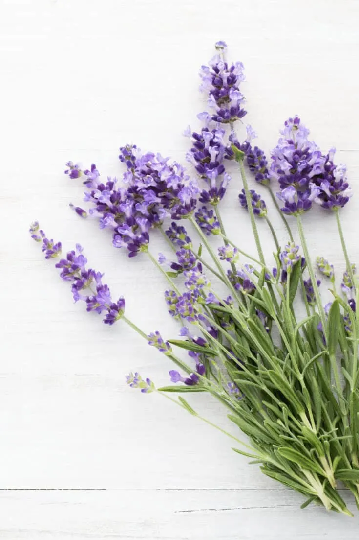 Lavender thrives in full sun