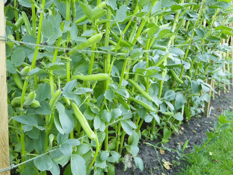 Lighting issues: A bright spot in the garden is essential for optimal bean growth