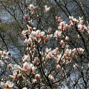 Magnolia are large growing trees