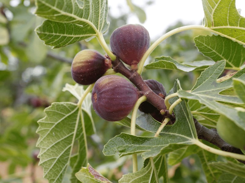 Marseille Fig (Ficus carica 'Marseille')