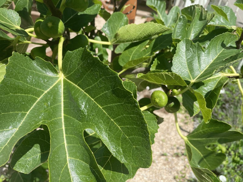 Nitrogen (N) is especialy important for fig trees. It is part of chlorophyll that is needed to absorb sunlight