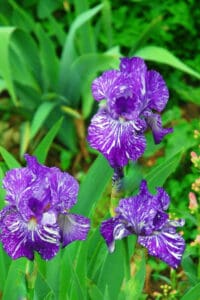 Organic fertilizers for irises are great as they foster microbes in natural soil