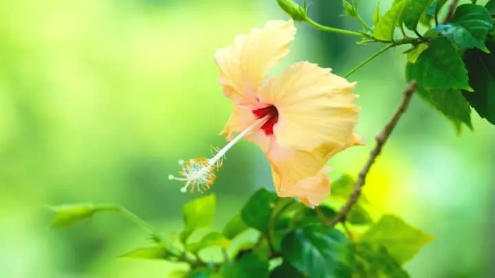 Peach Hibiscus Care &mdash; The Complete Guide