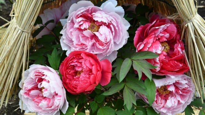 What To Plant With Peonies – A Definitive Guide