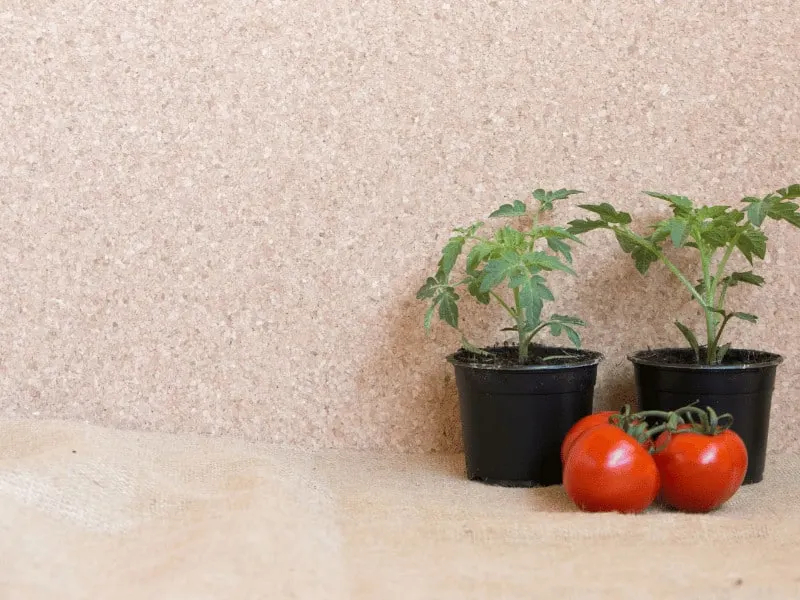 Plant the tomato cutting into a small plastic container