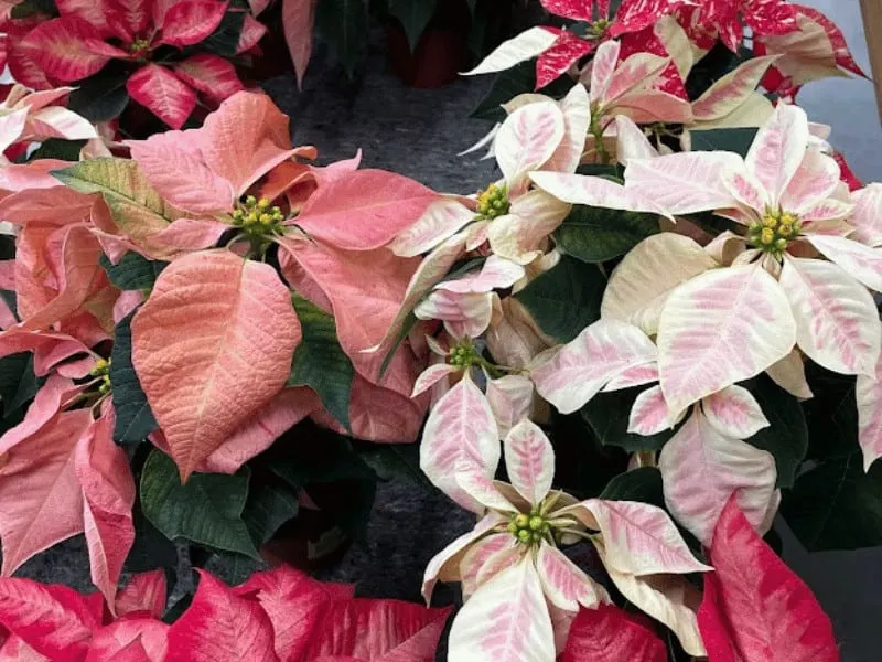 Poinsettias are hardy to USDA hardiness zones 9-11