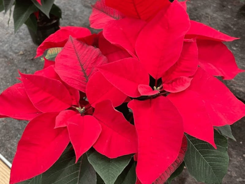 Poinsettias are not cold hardy