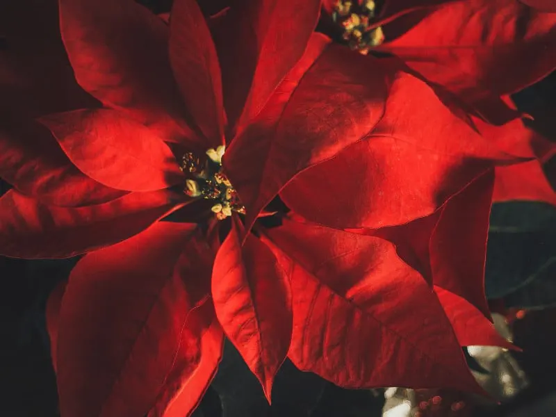 Poinsettias need at least 12 hours of darkness or more for great blooms