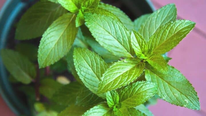 Here’s Why Your Mint is Dying — And What to Do About It