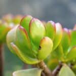 Reasony Your Jade Plant Is Dying