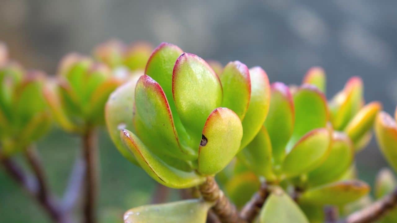 Reasony Your Jade Plant Is Dying