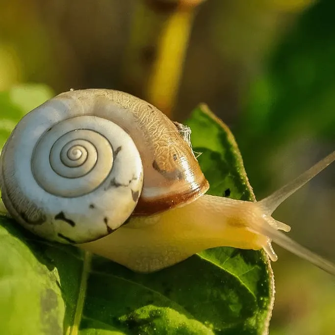 Snails have the ability to eat large amounts of garden plants