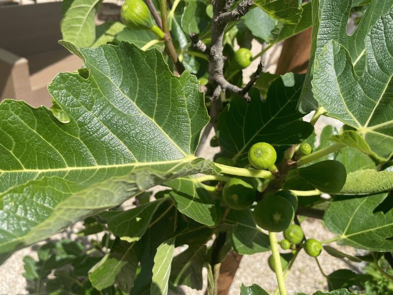 The fig tree on my balcony is bearing fruits. I fertilize it once a month in spring and summer using a liquid fertilizer