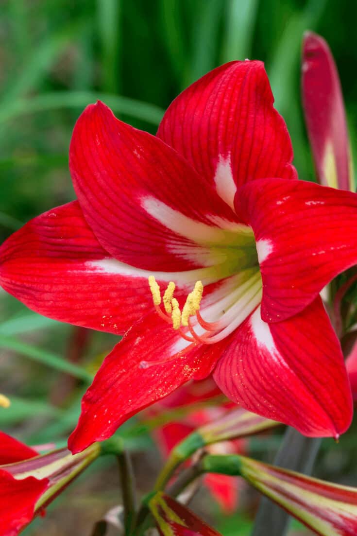 There are more than 600 Amaryllis hybrid cultivars