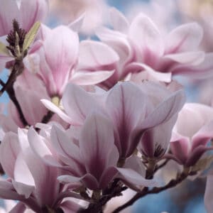 There are over 200 different Magnolia varieties