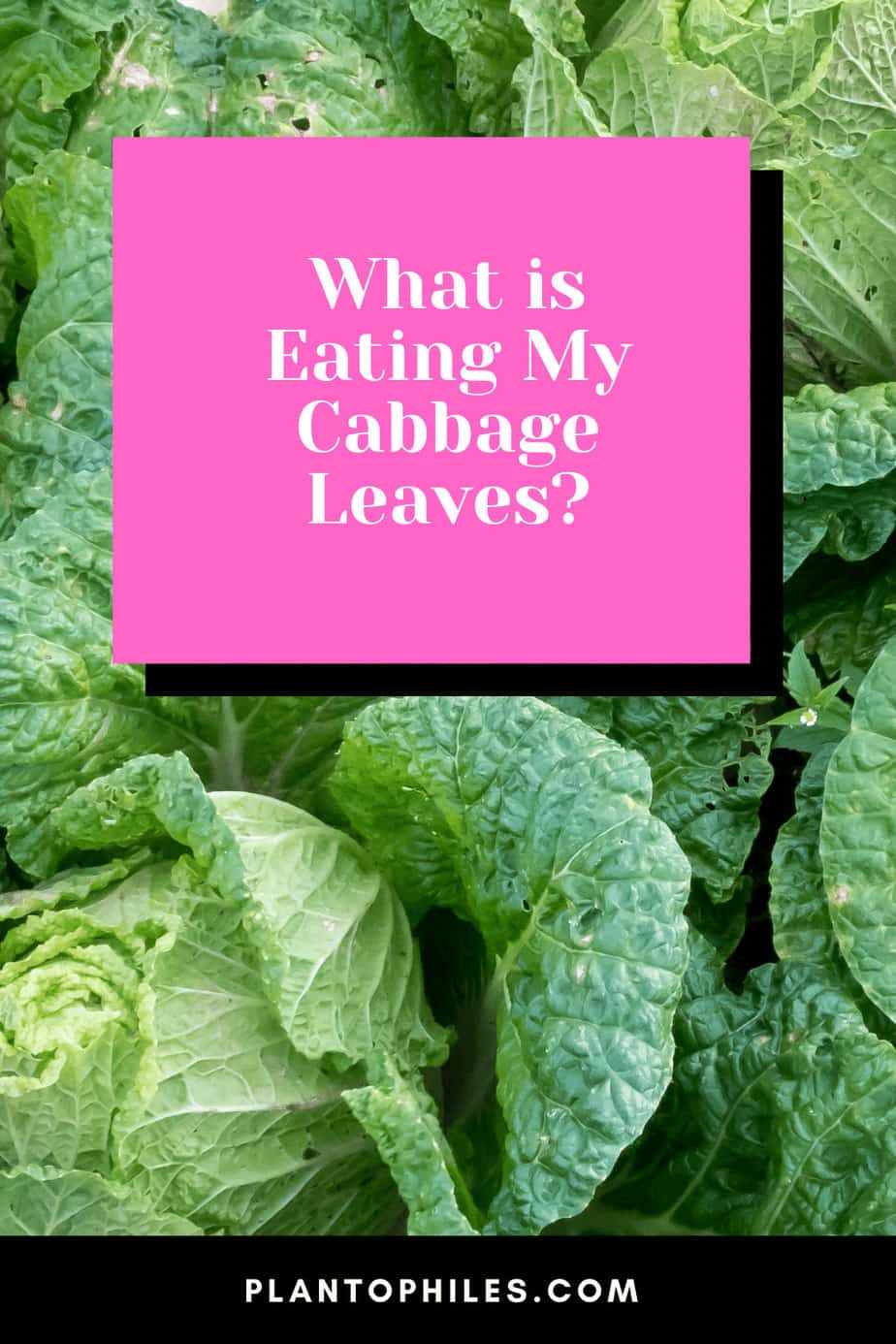 What is Eating My Cabbage Leaves