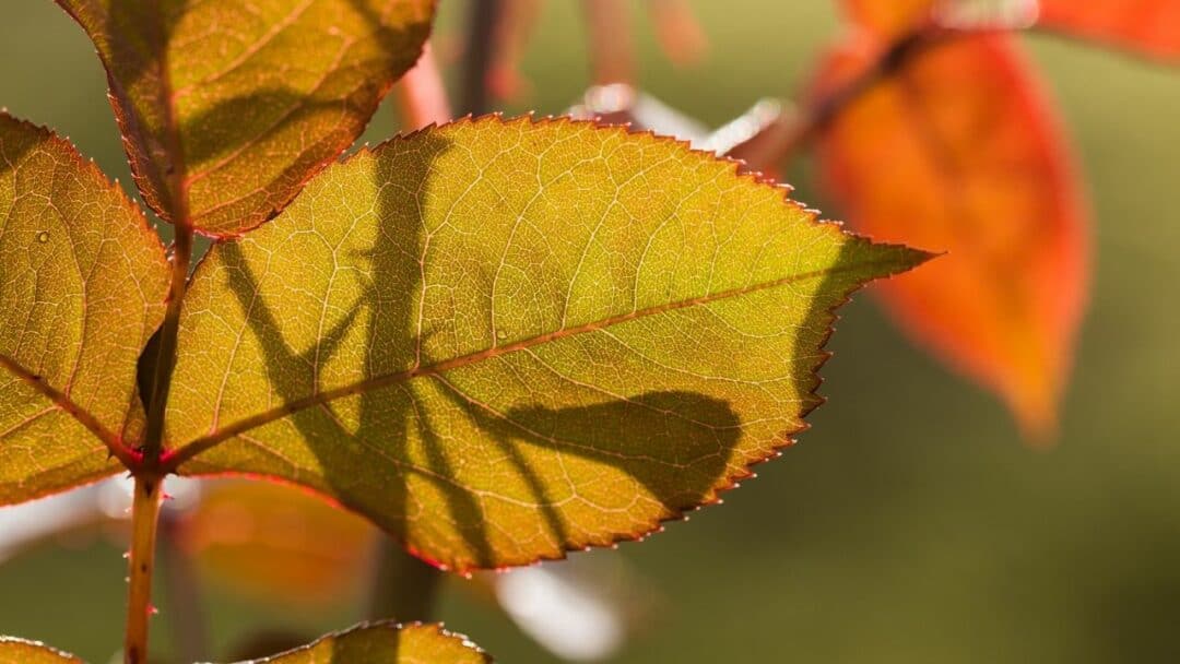 What is Eating My Rose Leaves? – Watch Out for These 4 Pests