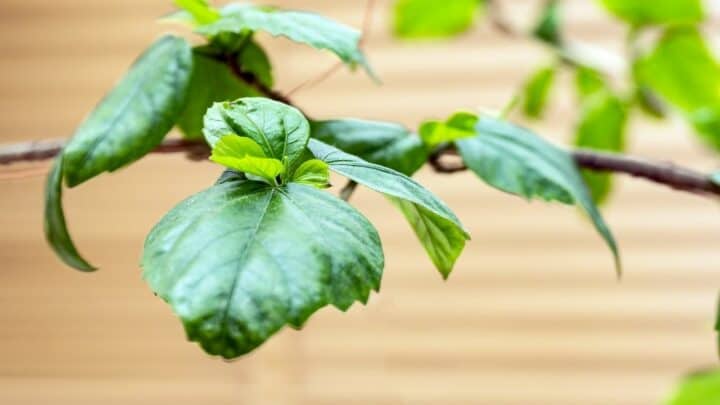 What is Eating the Leaves of My Hibiscus? — The Answer