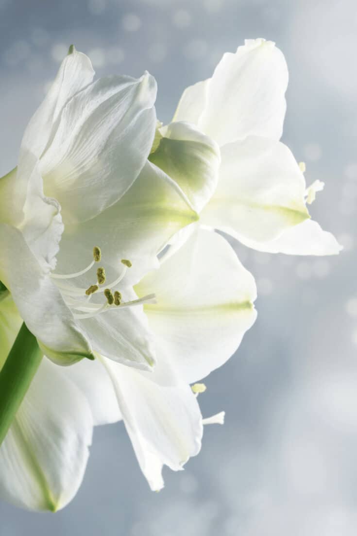 White Amaryllis flower