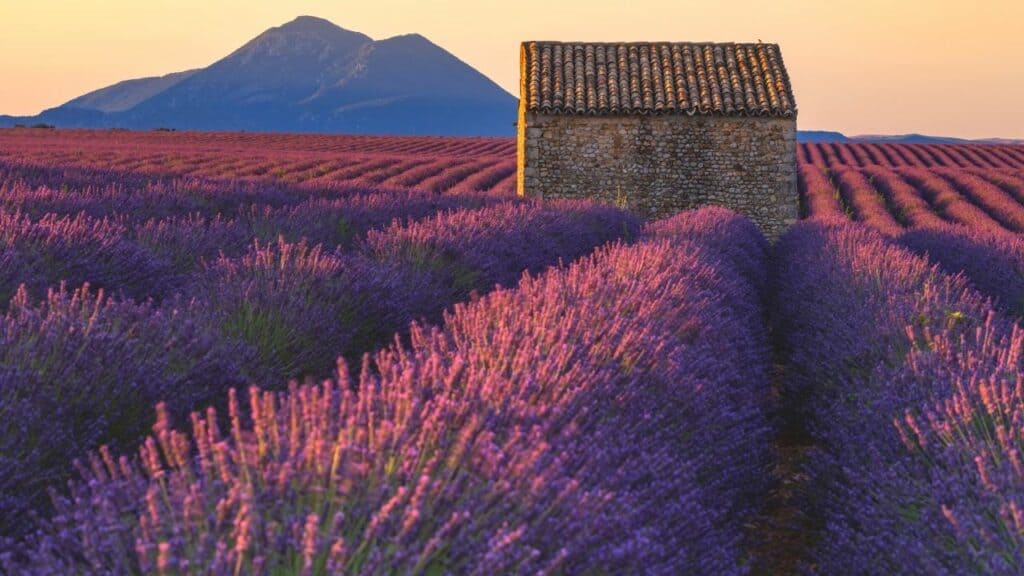 why-is-my-lavender-dying-5-best-reasons