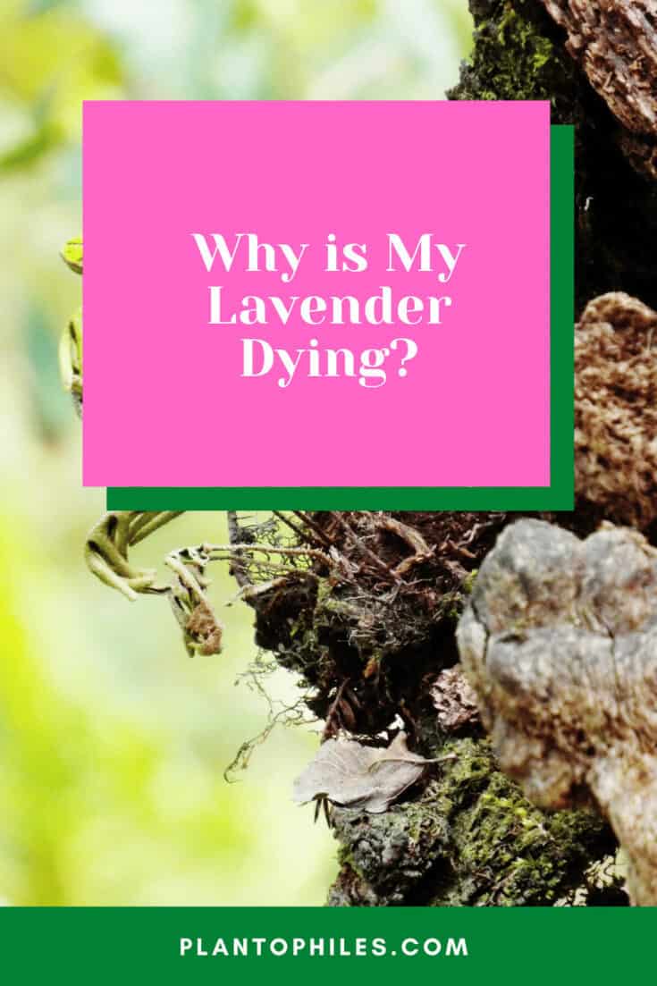 Why is My Lavender Dying