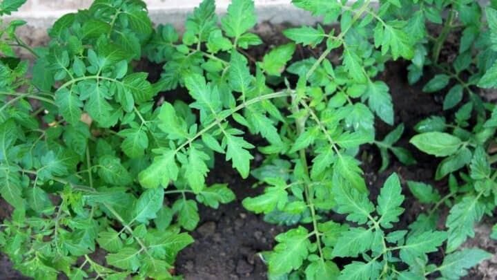 5 Worst Reasons Why Tomatoes Are Not Flowering