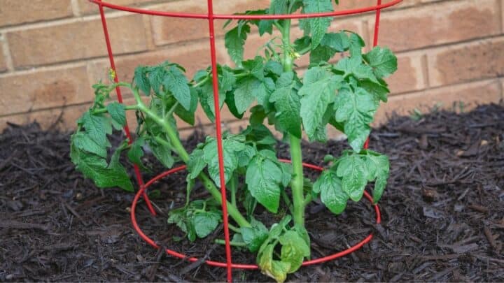 How To Use Tomato Cages The Right Way! 5 Steps To Success