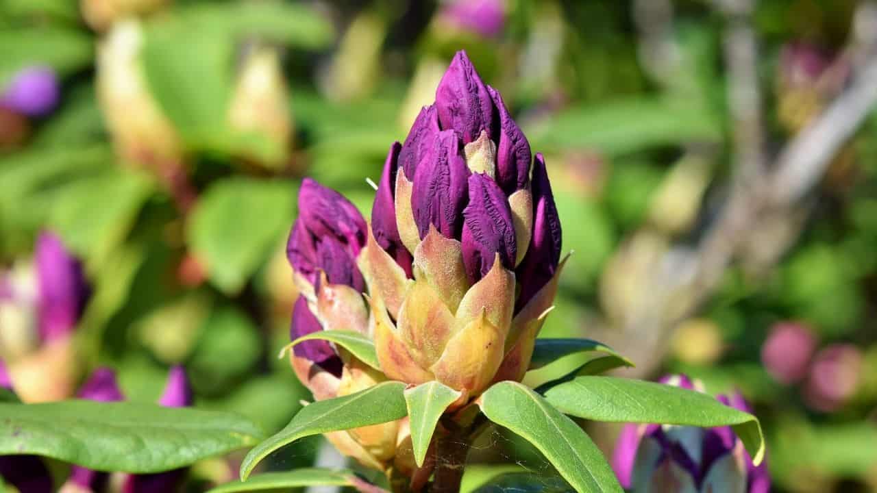 Why Are My Rhododendrons Not Blooming? The Answer