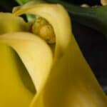 Why Is My Calla Lily Not Blooming? That's Why! 2