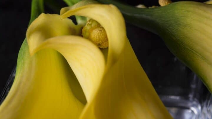 Why Is My Calla Lily Not Blooming? That’s Why!