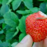 6 Tips On How To Prevent Slugs on Strawberries 1