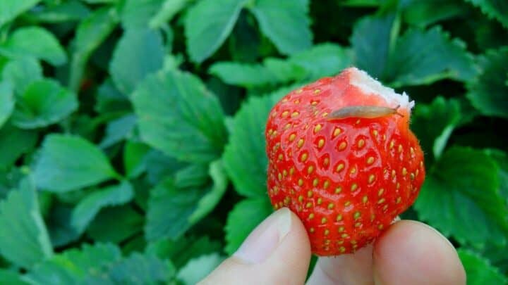 7 Tips on How to Keep Slugs off Strawberries