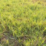 3 Foolproof Ways How To Kill Bermuda Grass In Fescue Lawn 2