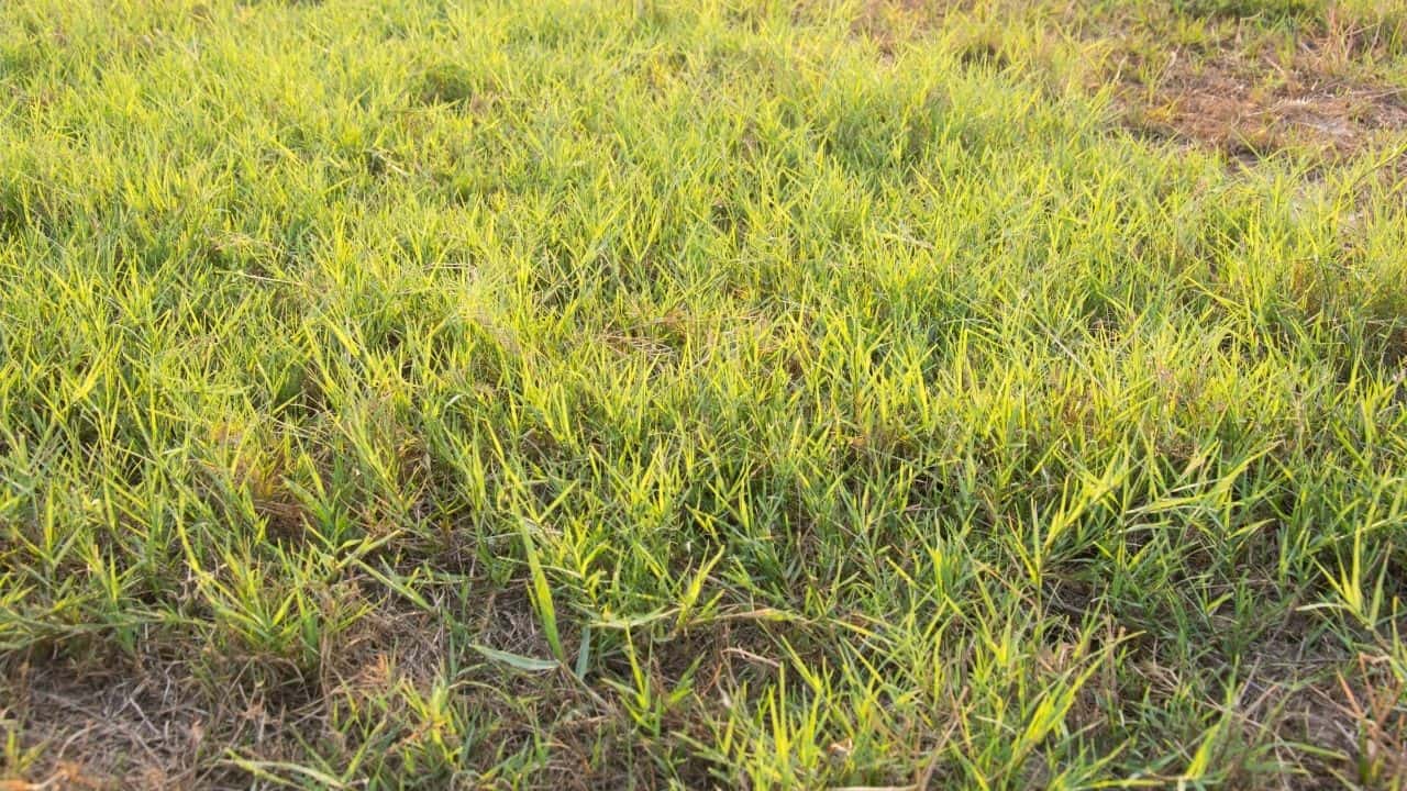 3 Foolproof Ways How To Kill Bermuda Grass In Fescue Lawn 3