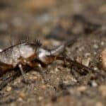 How to Get Rid of Springtails in the Soil 3