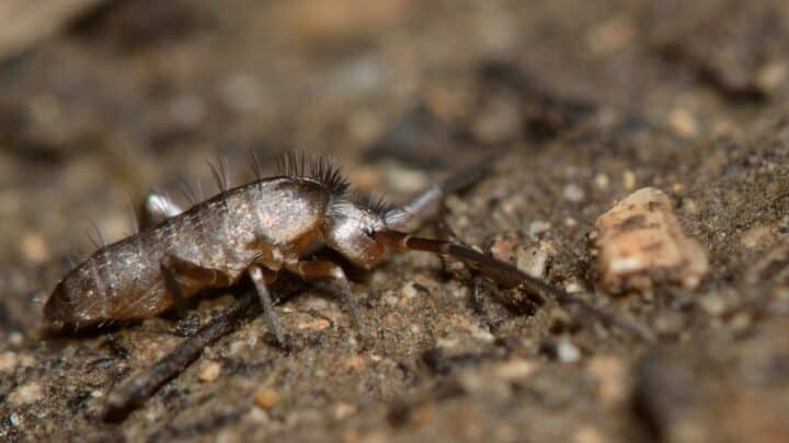 How to Get Rid of Springtails in the Soil