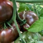 Purple Cherokee Tomato Plant Care — A Definitive Guide 5