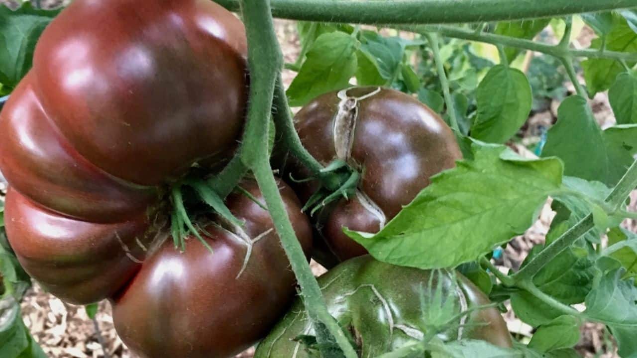 Purple Cherokee Tomato Plant Care — A Definitive Guide 1