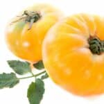 Pineapple Tomato Plant Care - A Definitive Guide 1
