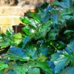 What Is Eating My Rhubarb Leaves? — Culprits Revealed! 3