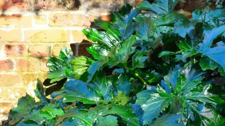 What Is Eating My Rhubarb Leaves?  &mdash; Culprits Revealed!