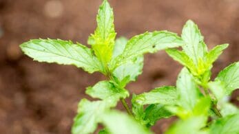 eating mint leaves