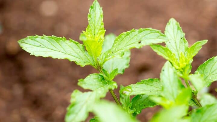 3 Pests that Love Eating Mint Leaves — Exposed!