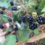 How To Grow Blackberries From Cuttings? Here's The Answer! 6