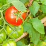What Is Eating My Tomatoes? — Oh! Now I Know! 4