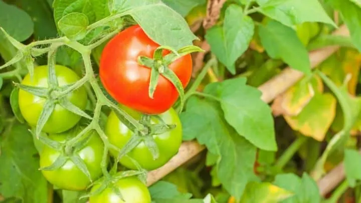 What Is Eating My Tomatoes? &mdash; Oh! Now I Know!